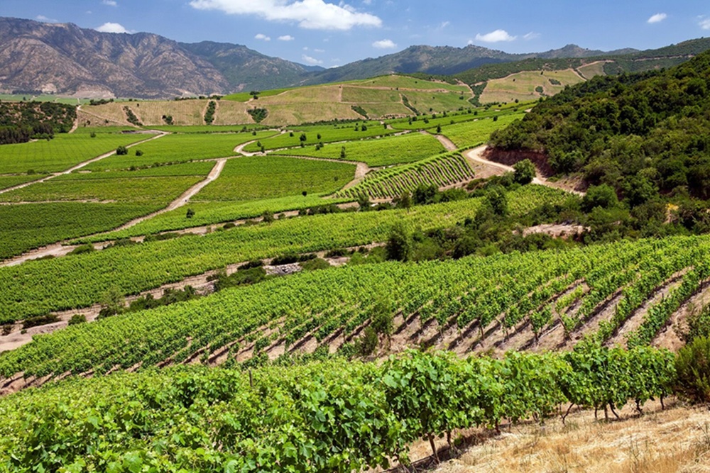 Viñas del Valle de Colchagua.