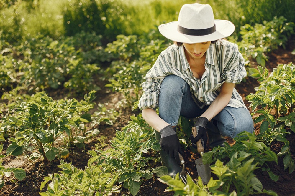Programa Tierra Joven de INDAP. (Foto: Gustavo Fring, Pexels).
