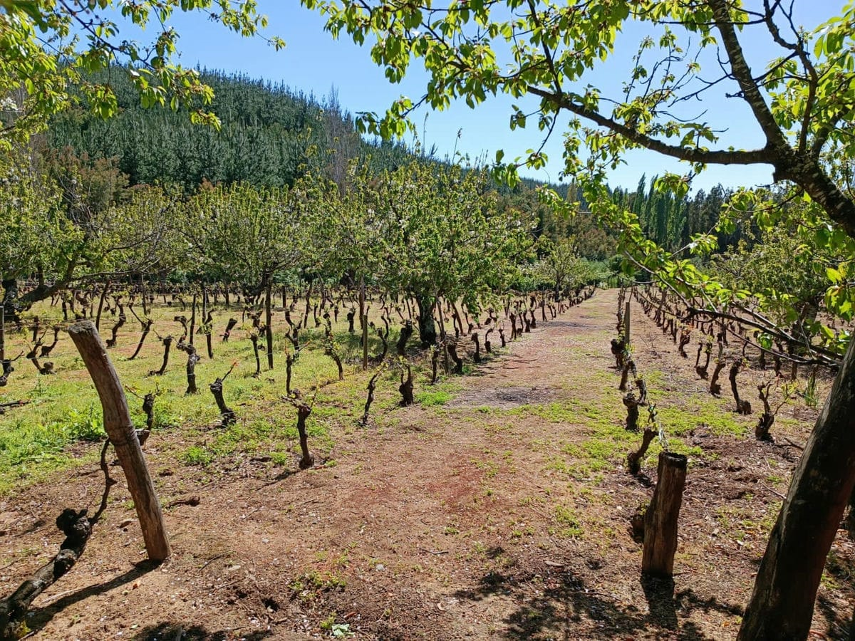 Carrizales de Ranquil  Ranquil - Ñuble