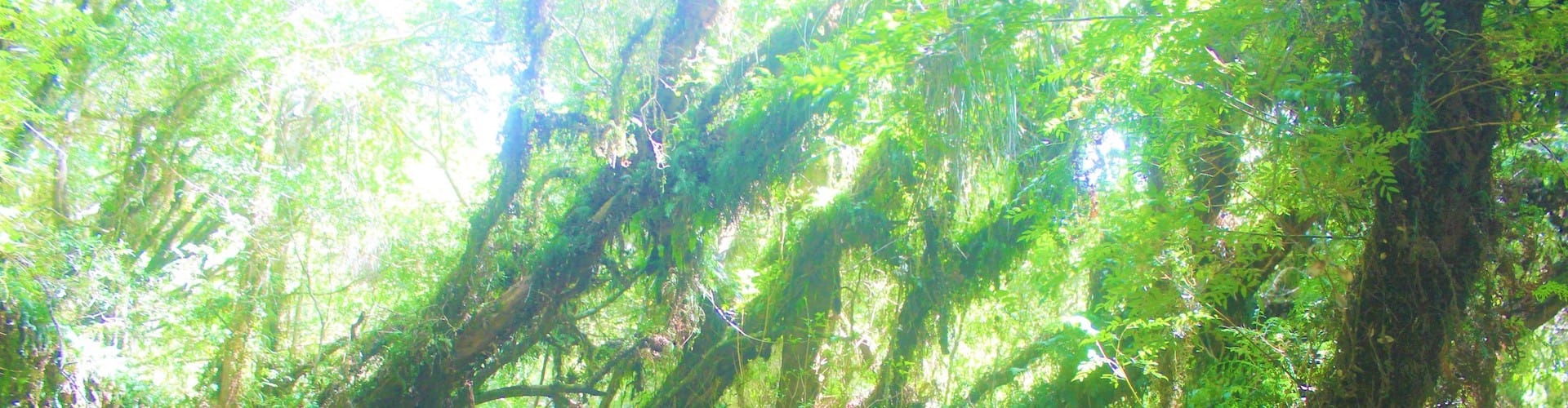 Eco Parcelas Llau Llao Castro - Los Lagos