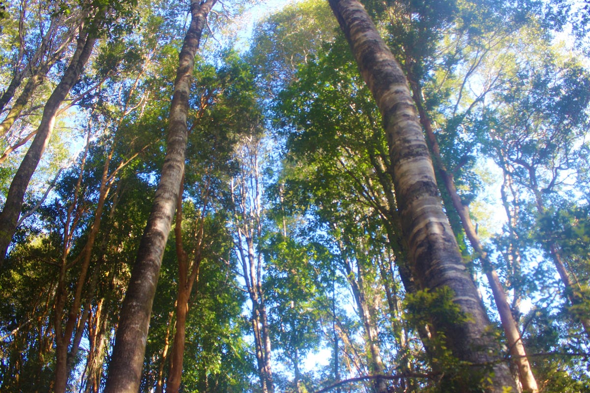 Eco Parcelas Río Chepa Puerto Montt - Los Lagos