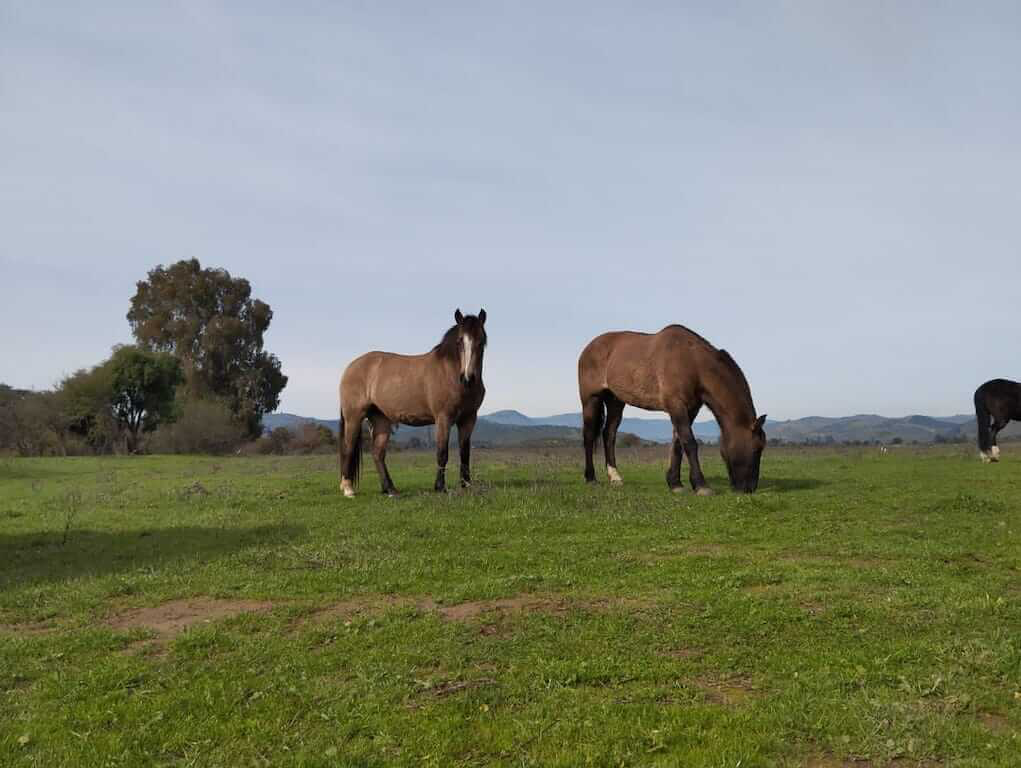 Hacienda Los Coipos Hualañé - Maule