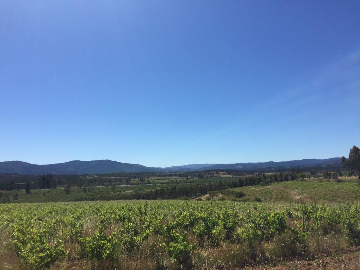 Venta Parcela Cauquenes - Maule