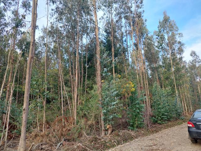 Venta Terreno Pelluhue - Maule