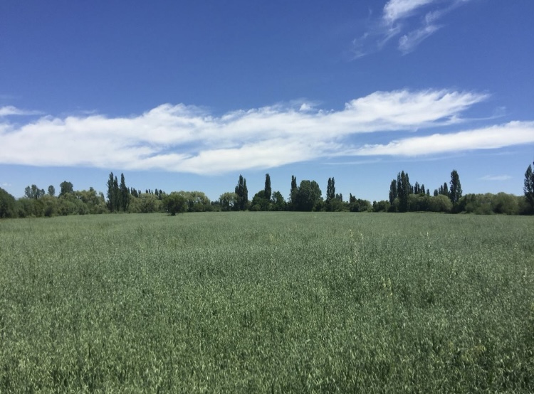 Venta Terreno Longaví - Maule