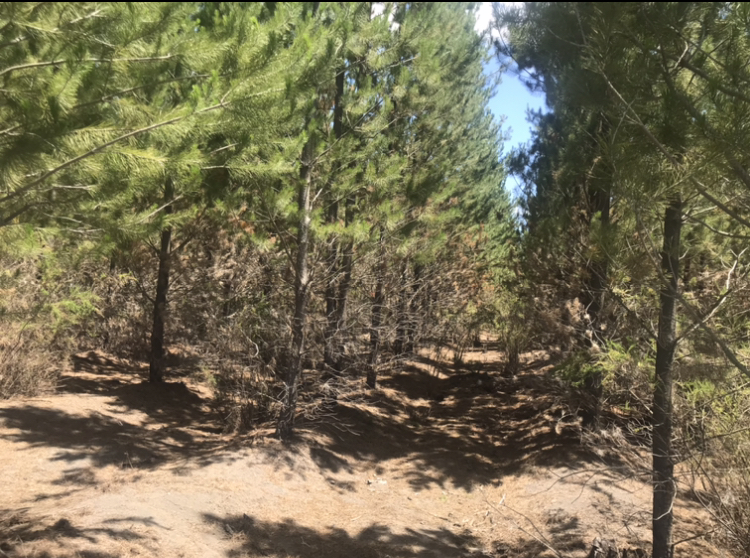 Venta Terreno Pemuco - Ñuble