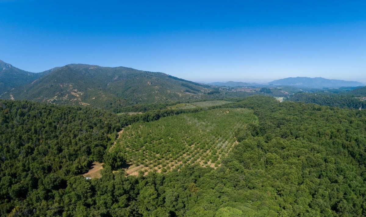 Venta Agrícola Curicó - Maule