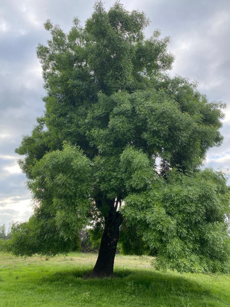 Venta Terreno Ñiquén - Ñuble