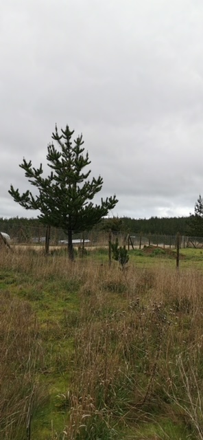 Venta Terreno Pichilemu - O'Higgins