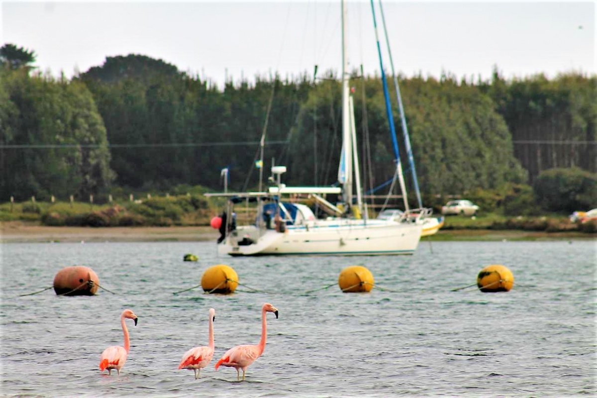 Venta Terreno Ancud - Los Lagos