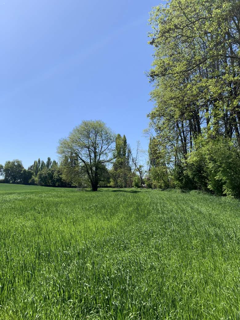 Venta Agrícola El carmen - Ñuble