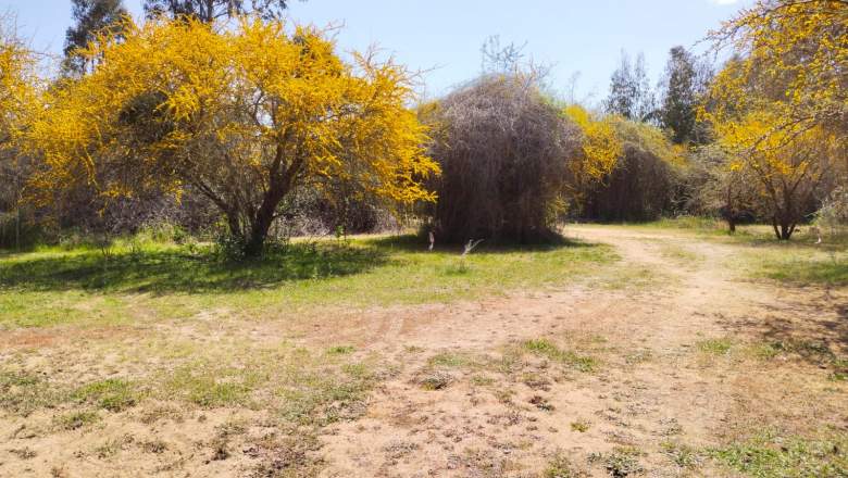 Venta Terreno Rapel - O'Higgins