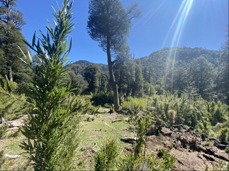 Venta Terreno Melipeuco - La Araucanía