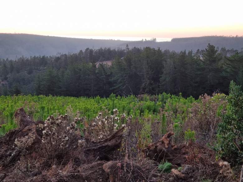 Venta Agrícola Pichilemu - O'Higgins