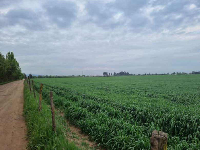 Venta Agrícola Pelarco - Maule