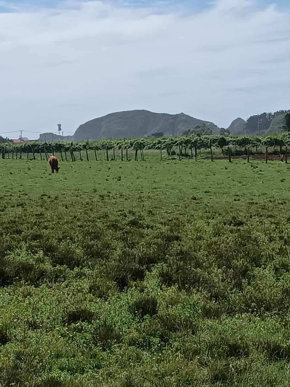 Venta Terreno Cobquecura - Ñuble