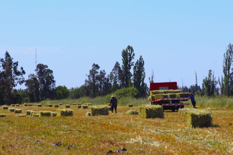 Venta Agrícola Retiro - Maule