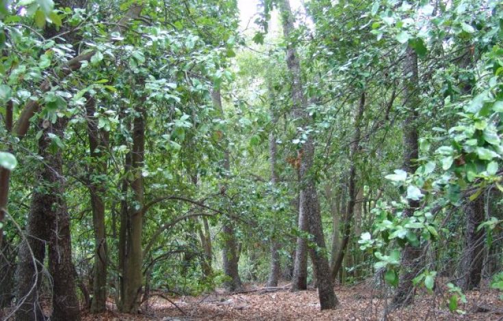 Venta Terreno Romeral - Maule