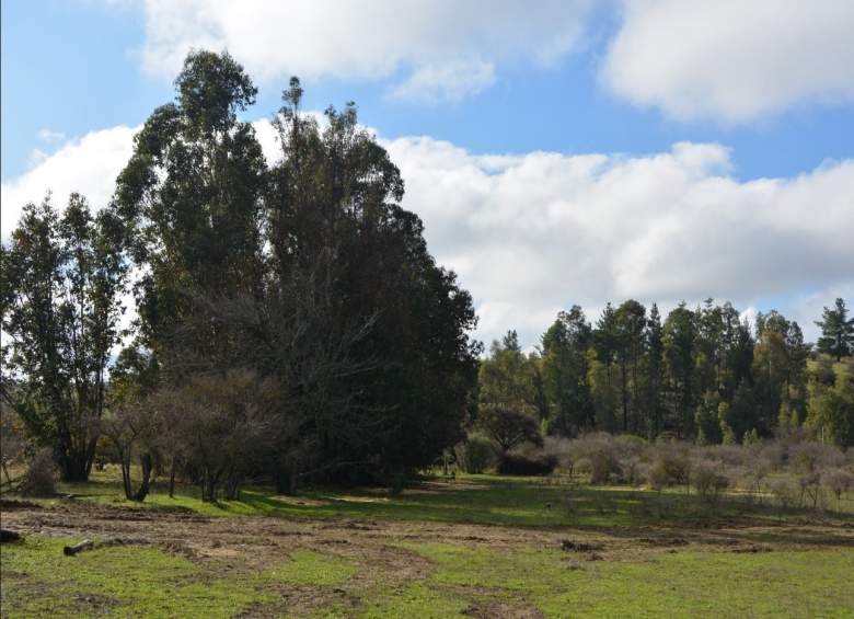 Venta Terreno Cauquenes - Maule