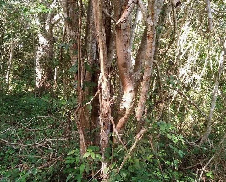 Venta Terreno / Lote Cuncunul - Cuncunul