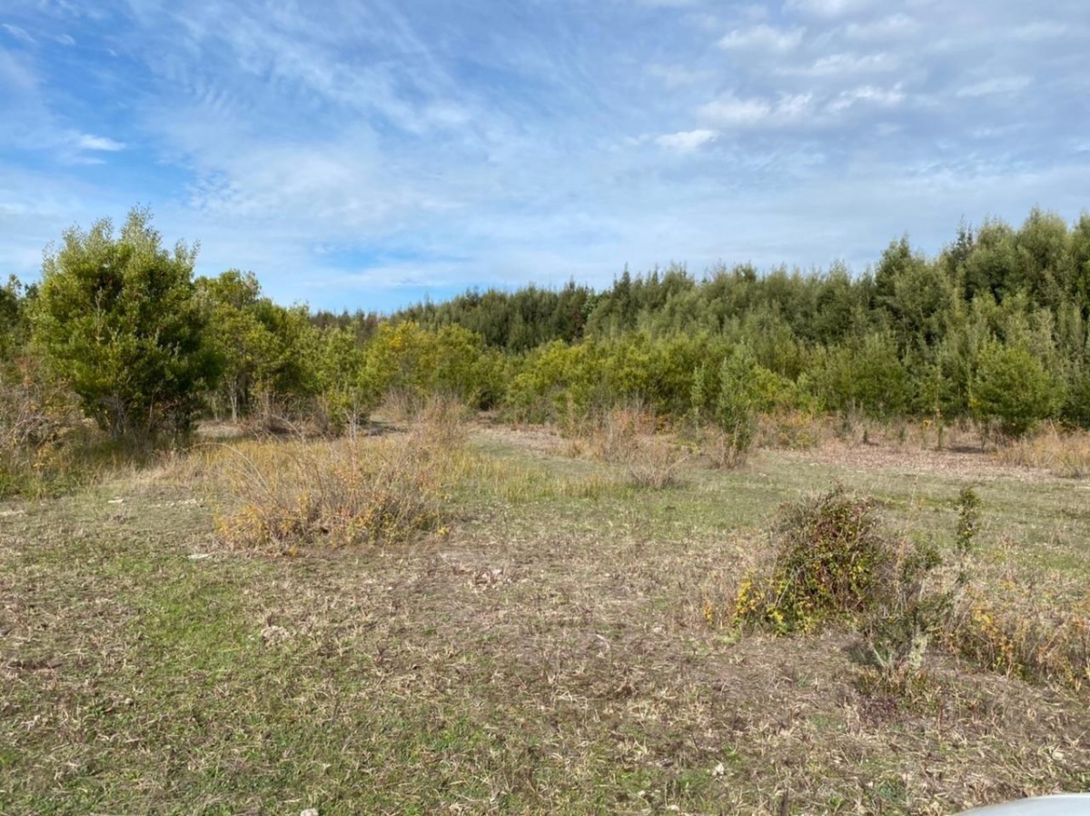 Venta Terreno Cabrero - Biobío