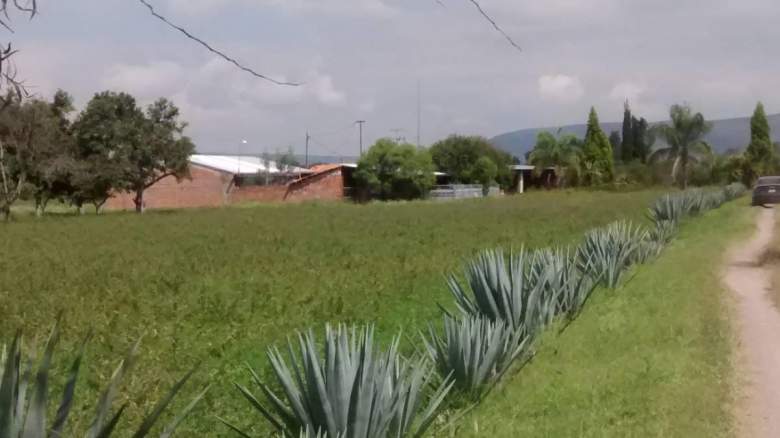 Venta Rancho San Andrés - Celaya