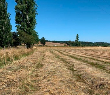 Venta Terreno Traiguén - La Araucanía