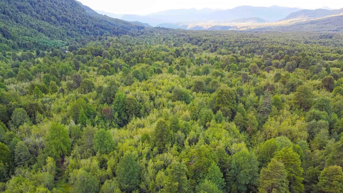 Venta Terreno Curarrehue - La Araucanía