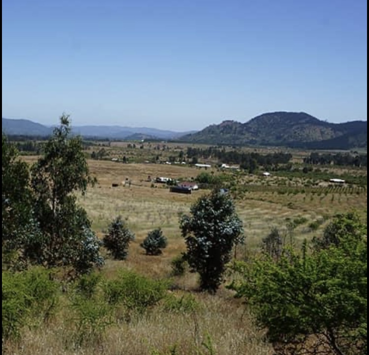 Venta Terreno Hualañé - Maule