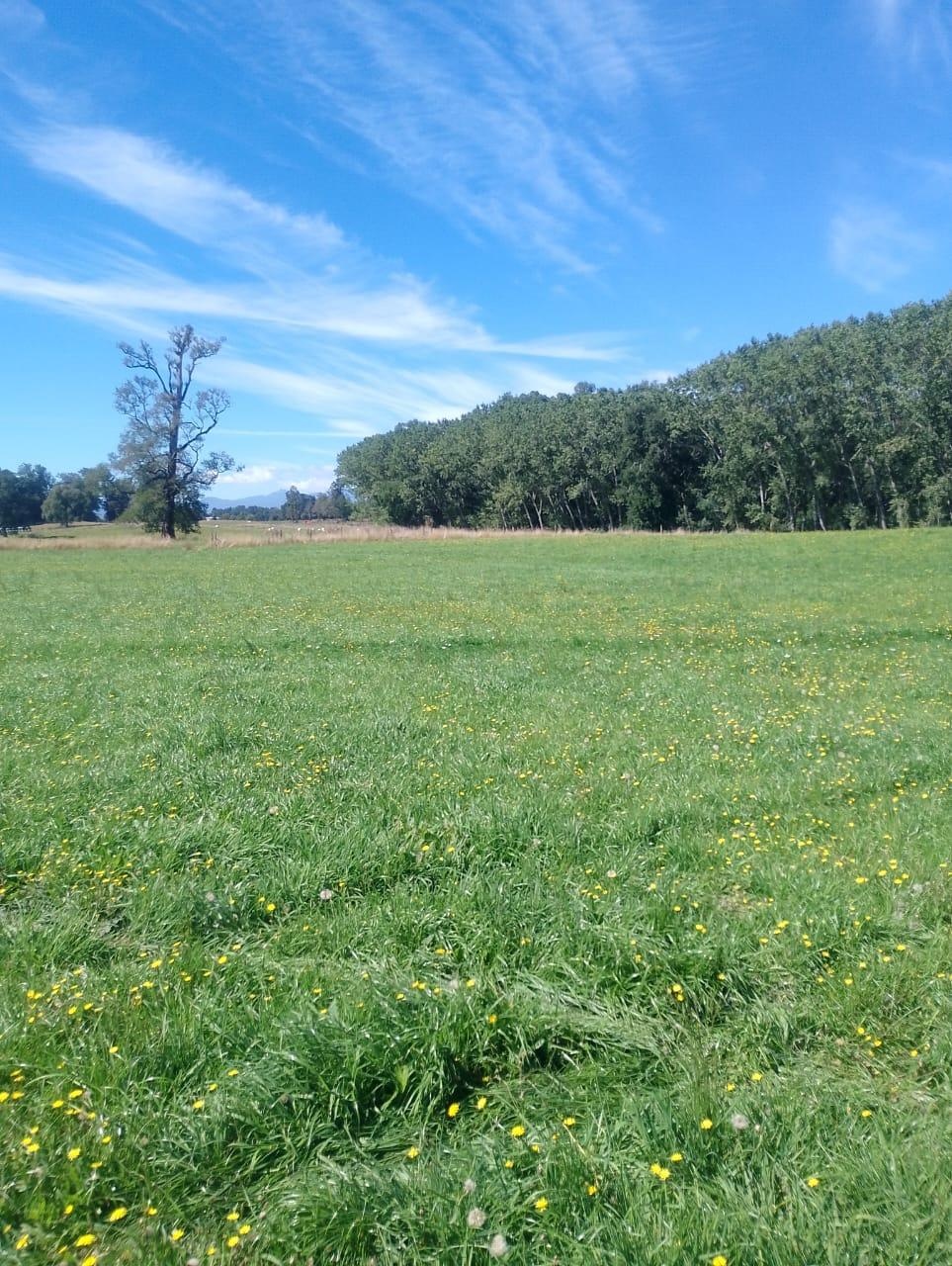 Venta Parcela Lago Ranco - Los Ríos