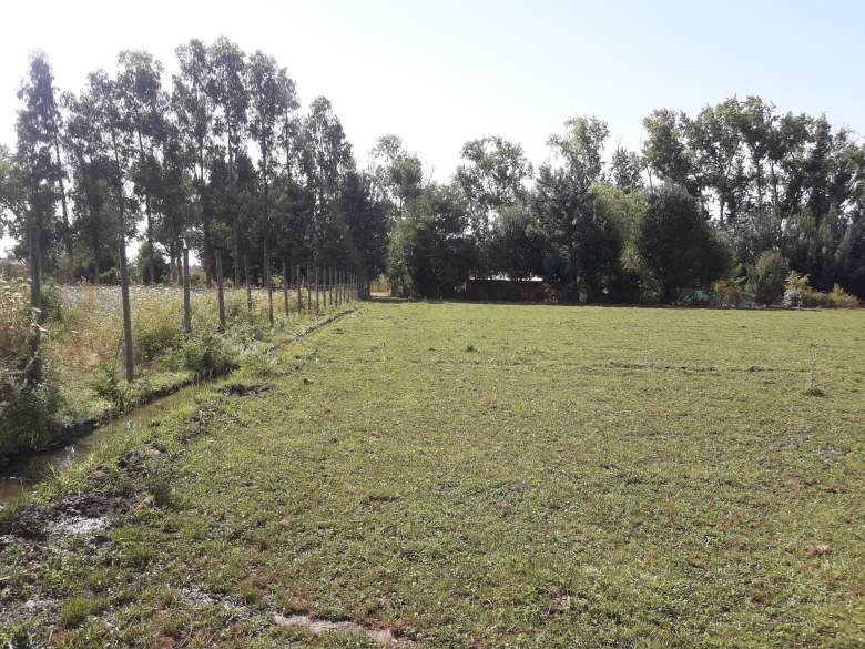 Venta Terreno San Rafael - Maule