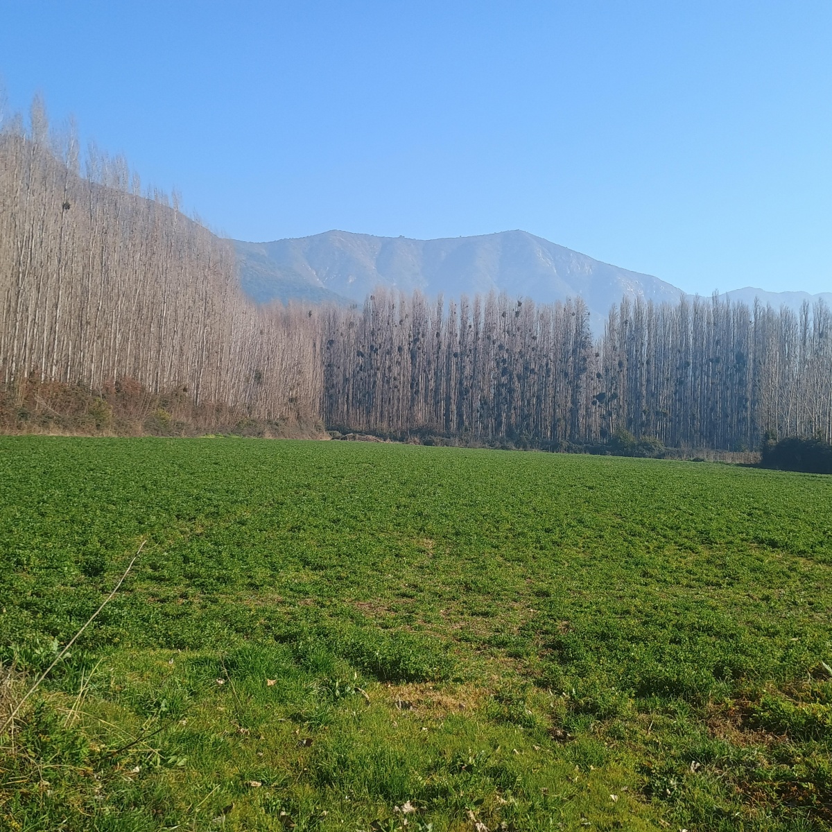 Venta Agrícola Coltauco - O'Higgins