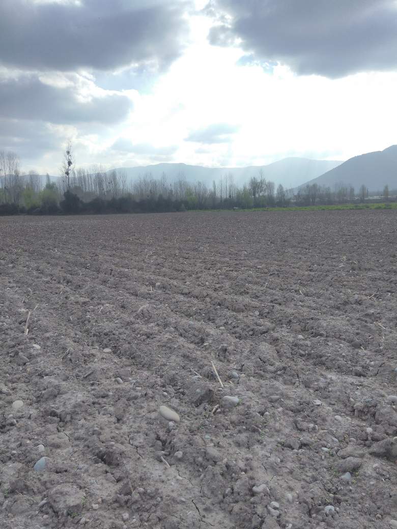 Venta Agrícola Coltauco - O'Higgins