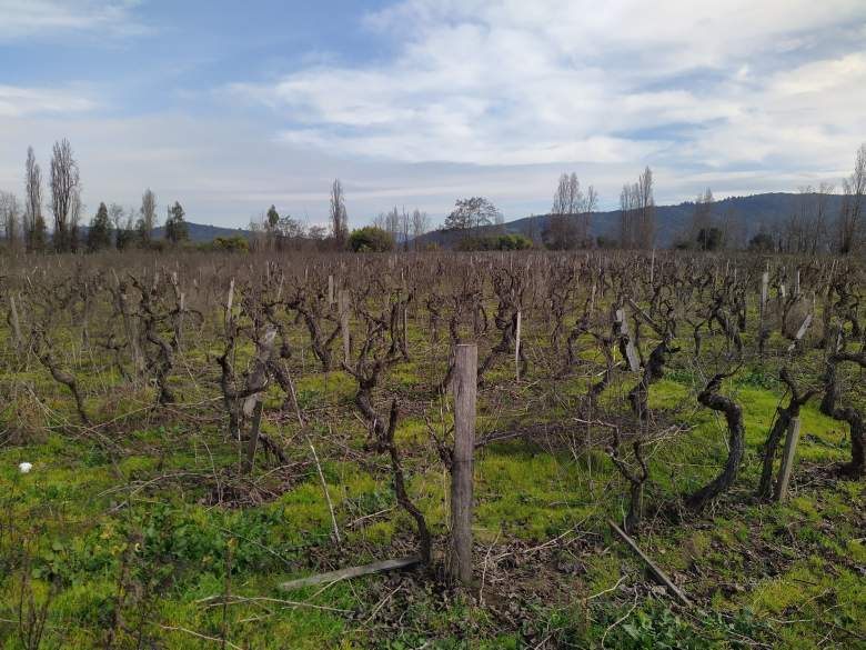 Venta Terreno Villa alegre - Maule