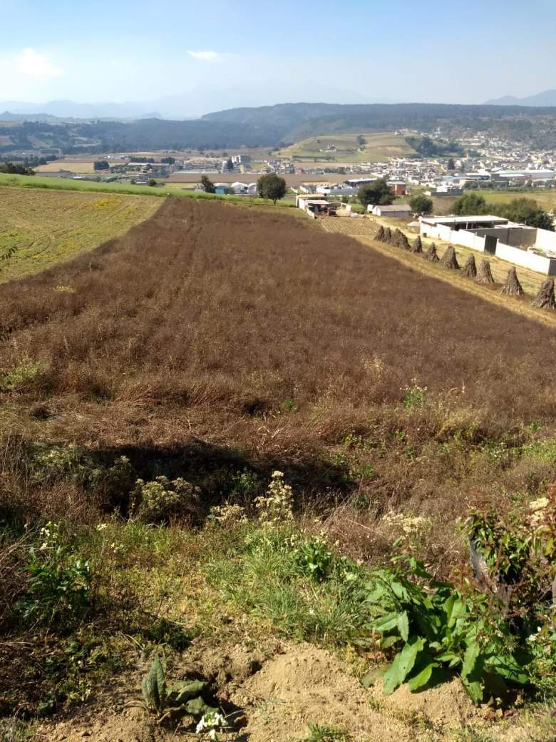 Venta Terreno / Lote La Loma (Las Ruinas) - Tenango del Valle