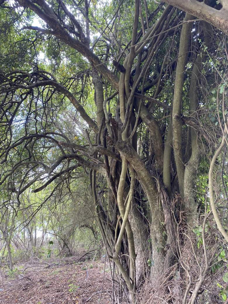 Venta Sitio Santa juana - Biobío