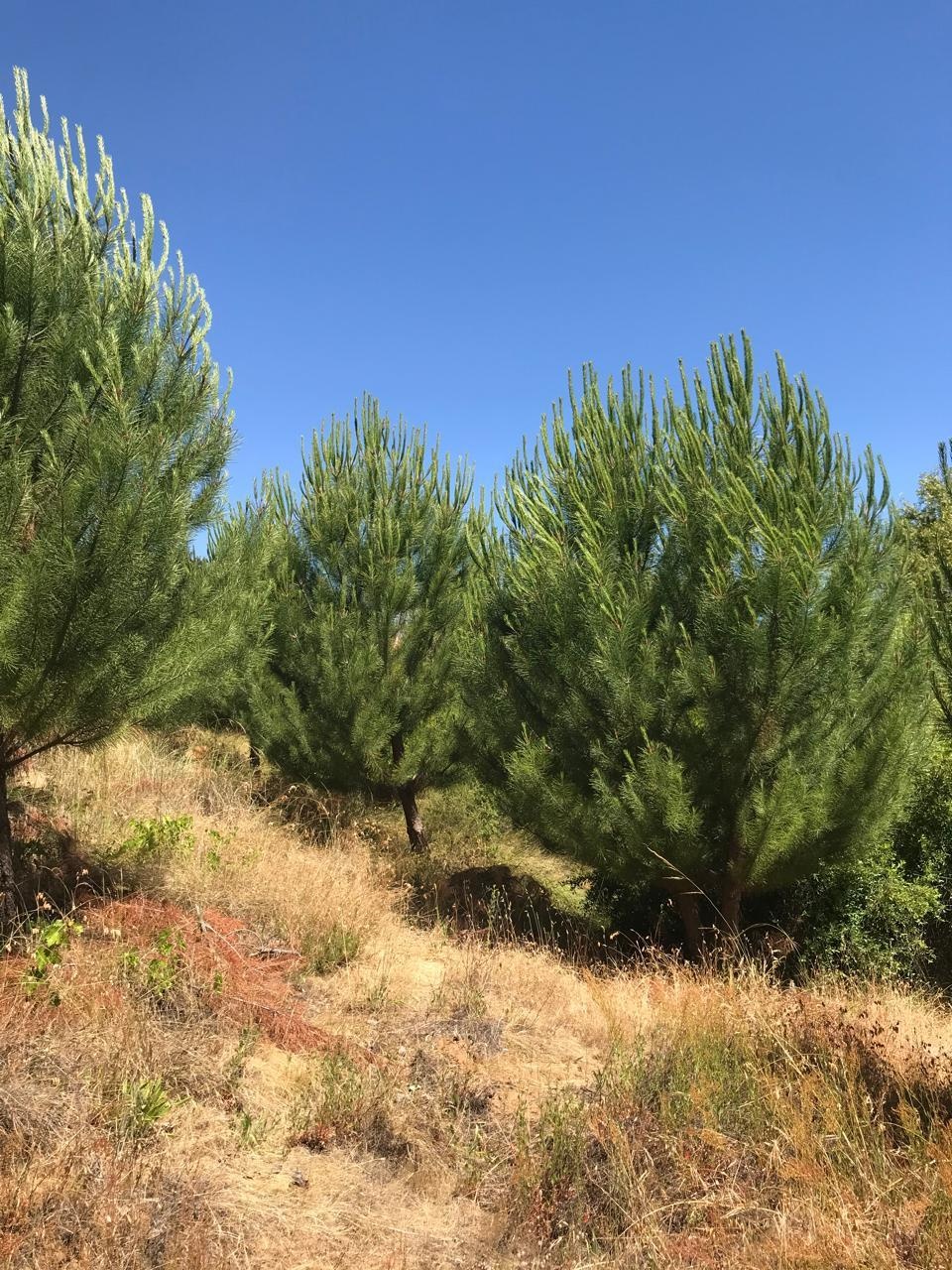 Venta Terreno Cauquenes - Maule