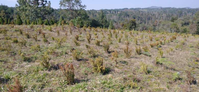Venta Rancho Ocpaco - Huauchinango