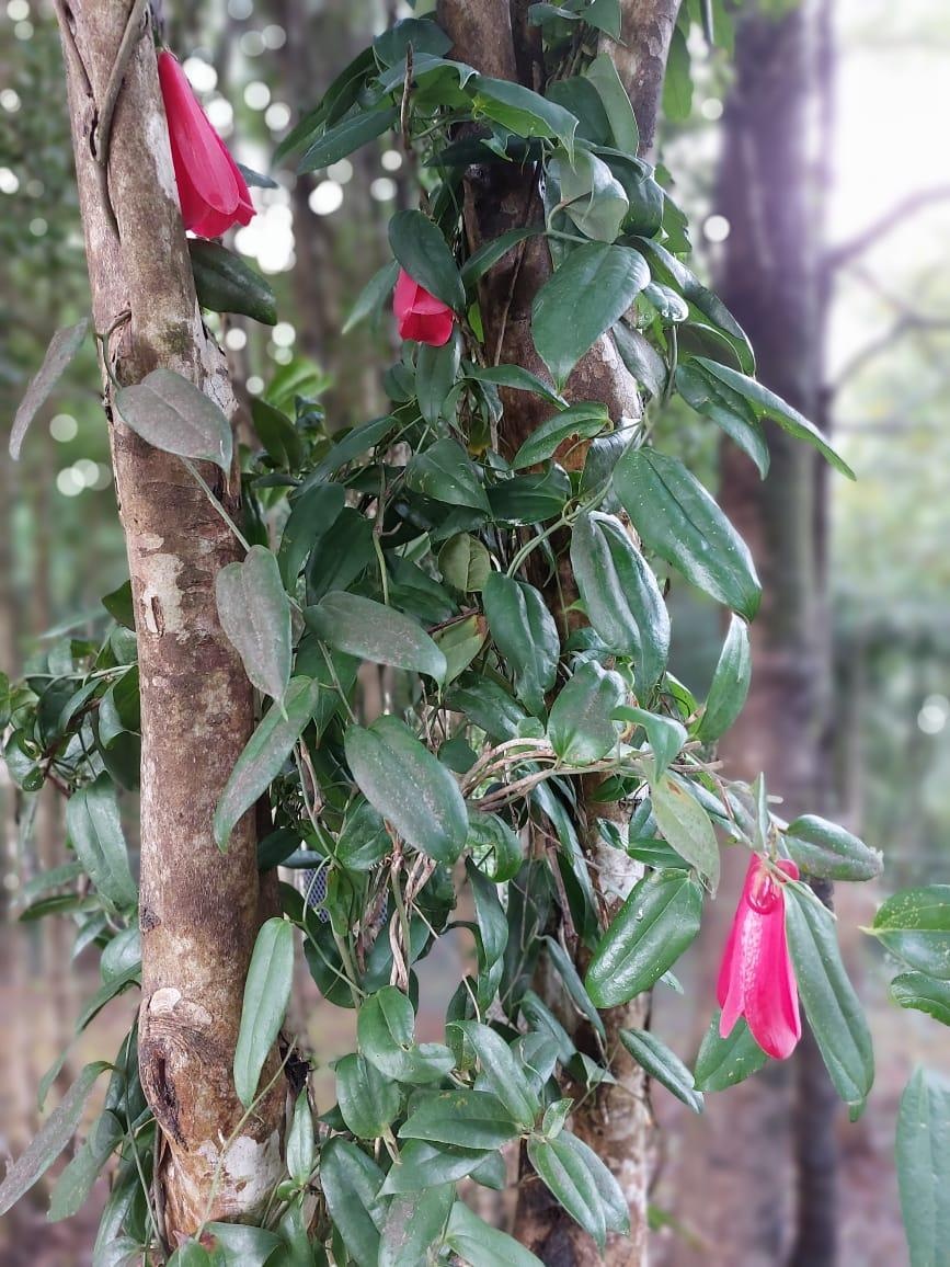 Venta Parcela Valdivia - Los Ríos