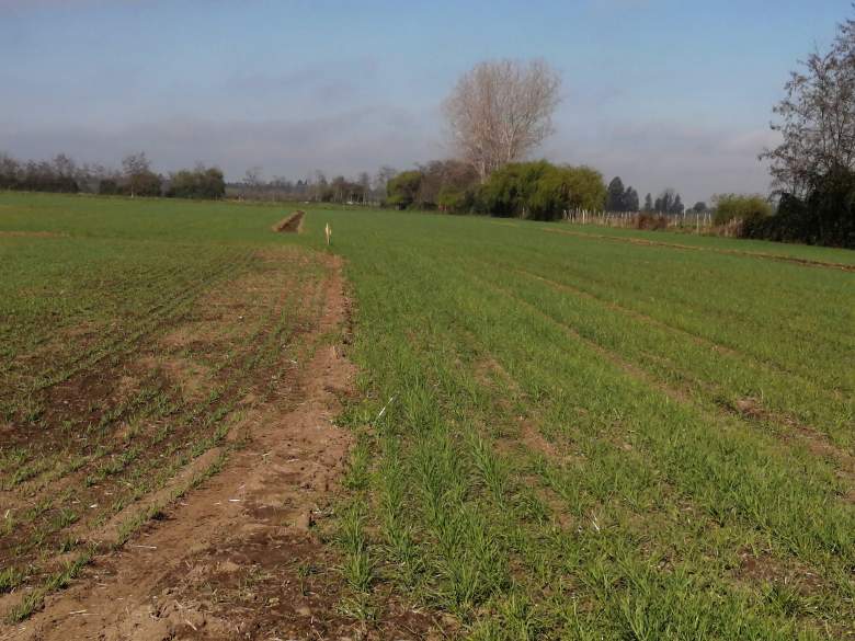 Venta Terreno Longaví - Maule