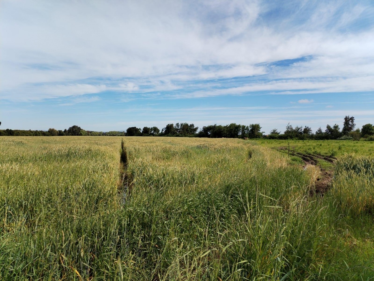 Venta Terreno Longaví - Maule