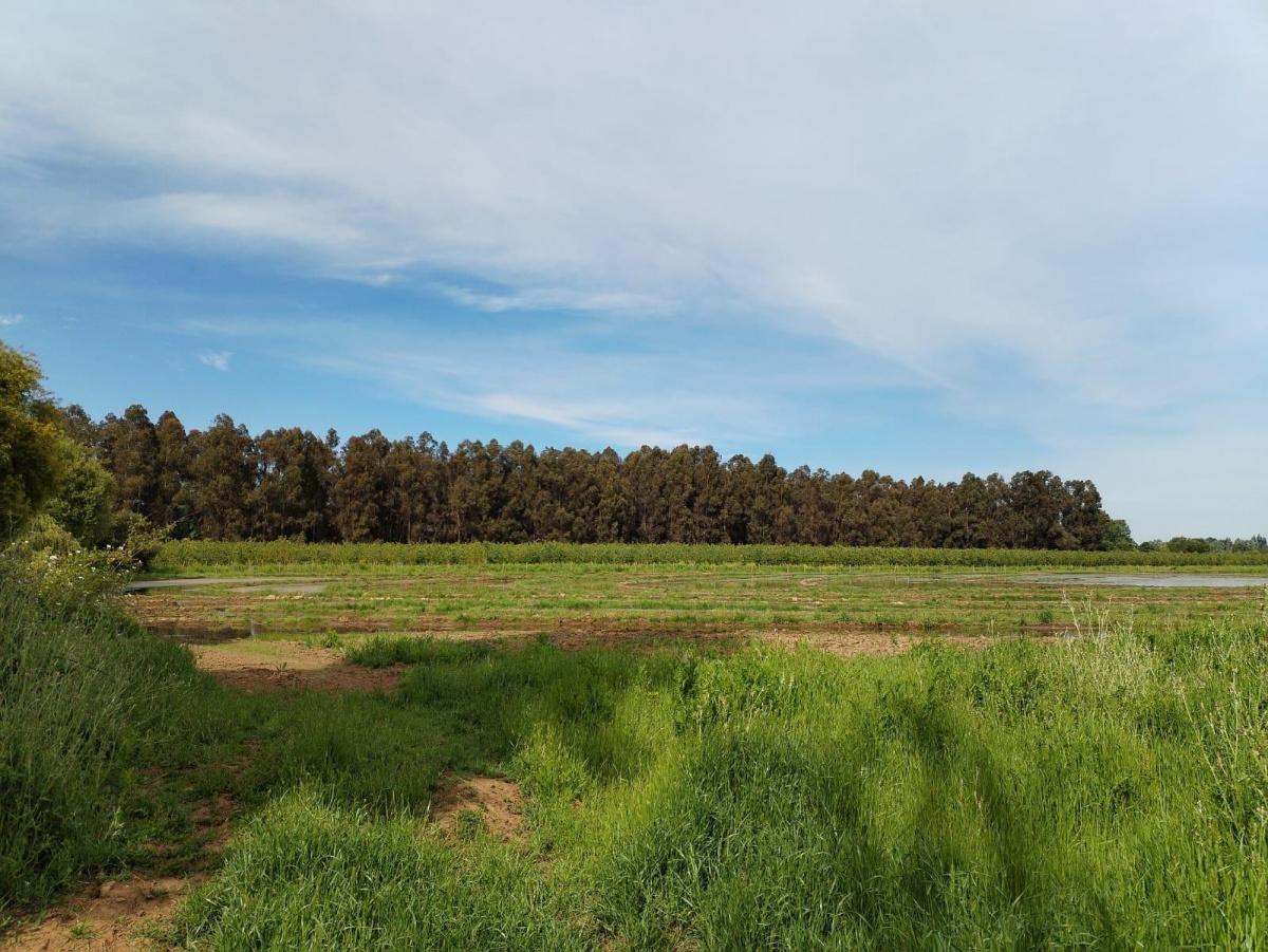 Arriendo Terreno Longaví - Maule