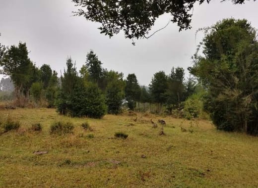 Venta Terreno Futrono - Los Ríos