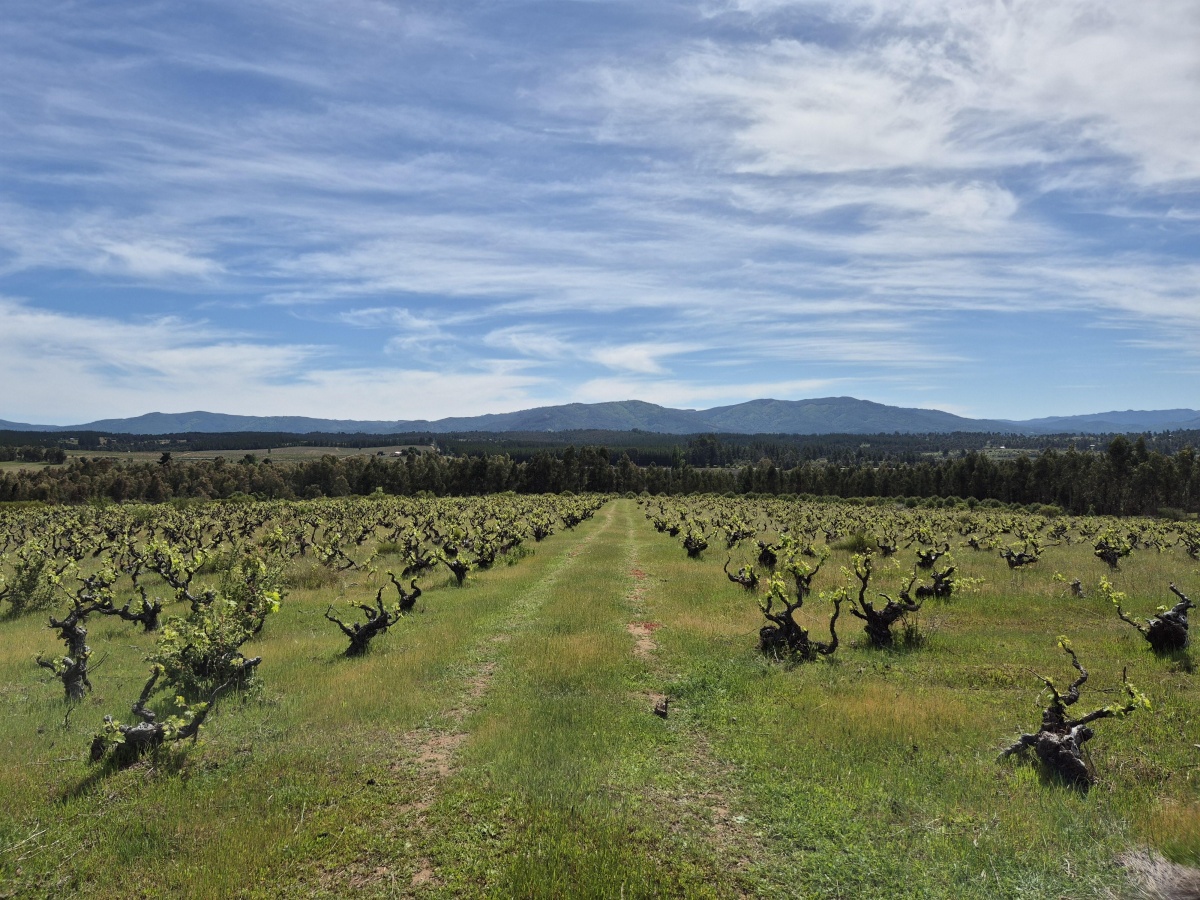 Venta Terreno Cauquenes - Maule