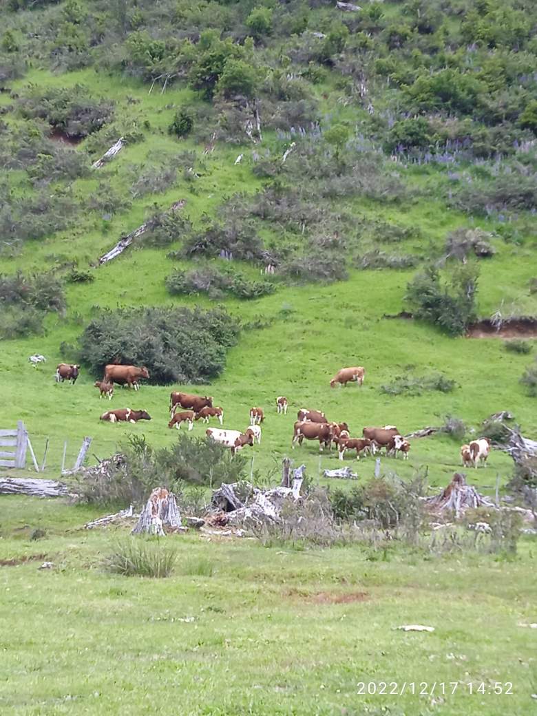 Venta Agrícola Futaleufú - Los Lagos