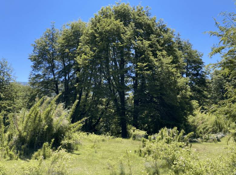 Venta Terreno Pucón - La Araucanía