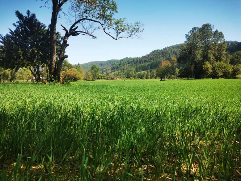 Venta Terreno Lanco - Los Ríos