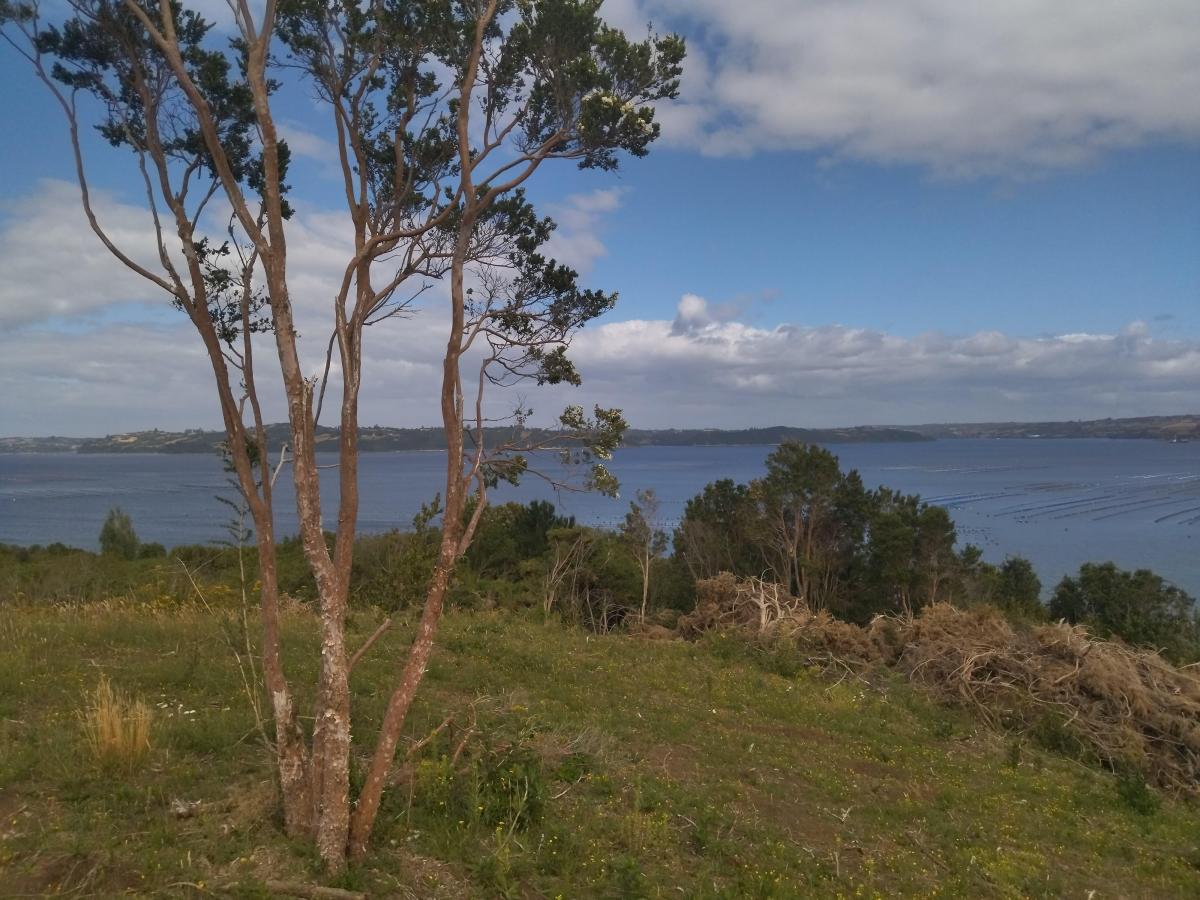 Venta Terreno Chonchi - Los Lagos