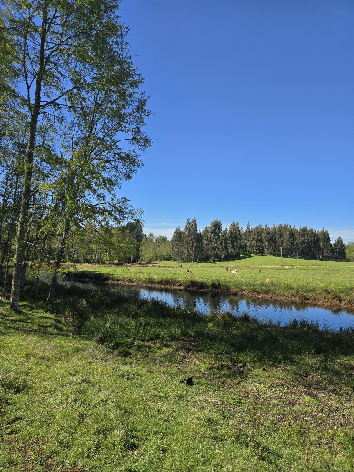 Venta Parcela Villarrica - La Araucanía