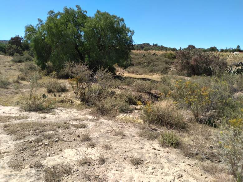 Venta Terreno / Lote Coyotepec - Otumba